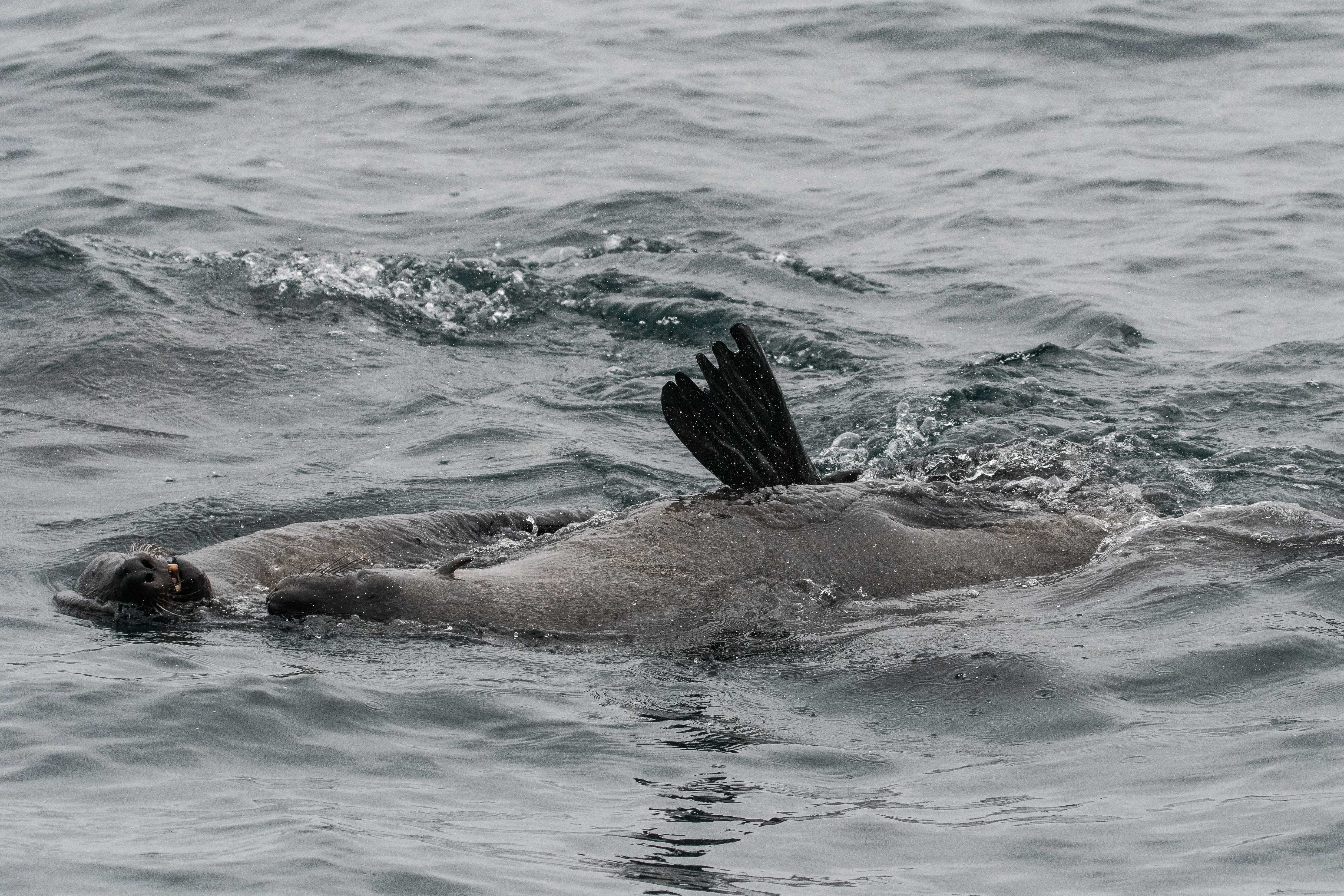 Otaries à fourrure de Namibie (Fur-seal, Arctocephalus pusillus), 2 adultes  se relaxent en se laissant porter par les vagues, Walvis Bay, Namibie.